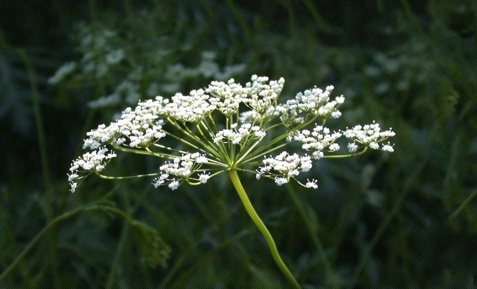 Anise 1 lb