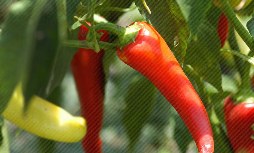 African Bird Pepper 1 lb