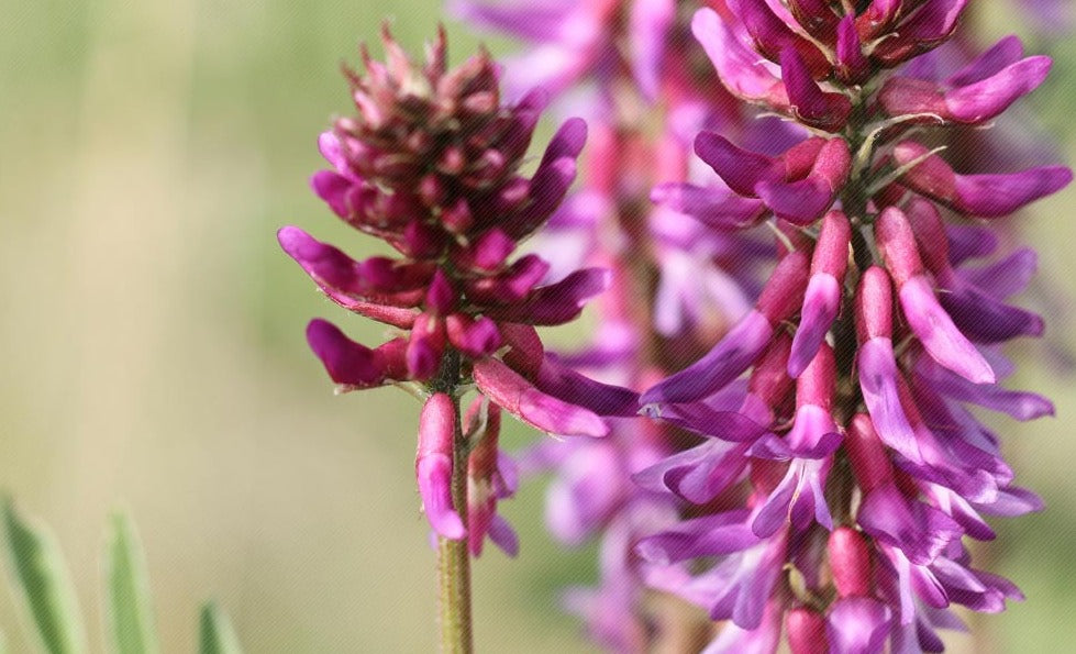 Astragalus 1 LB