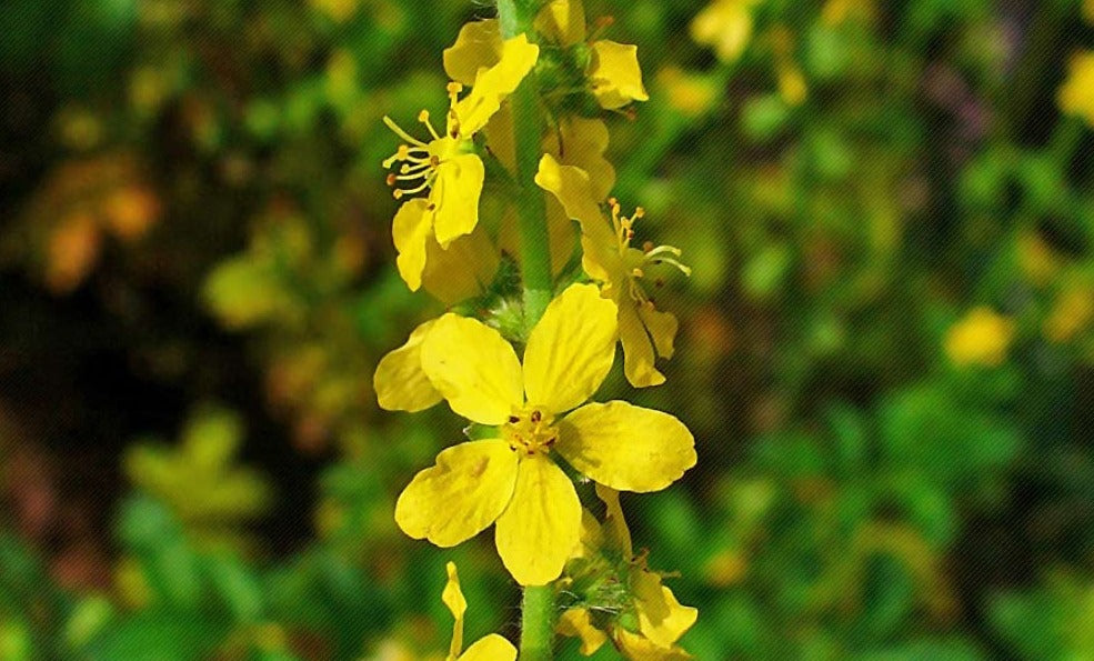 Agrimony 1 lb